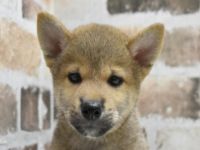 静岡県の柴犬(標準サイズ) (ペッツワン沼津店/2024年8月1日生まれ/男の子/赤)の子犬